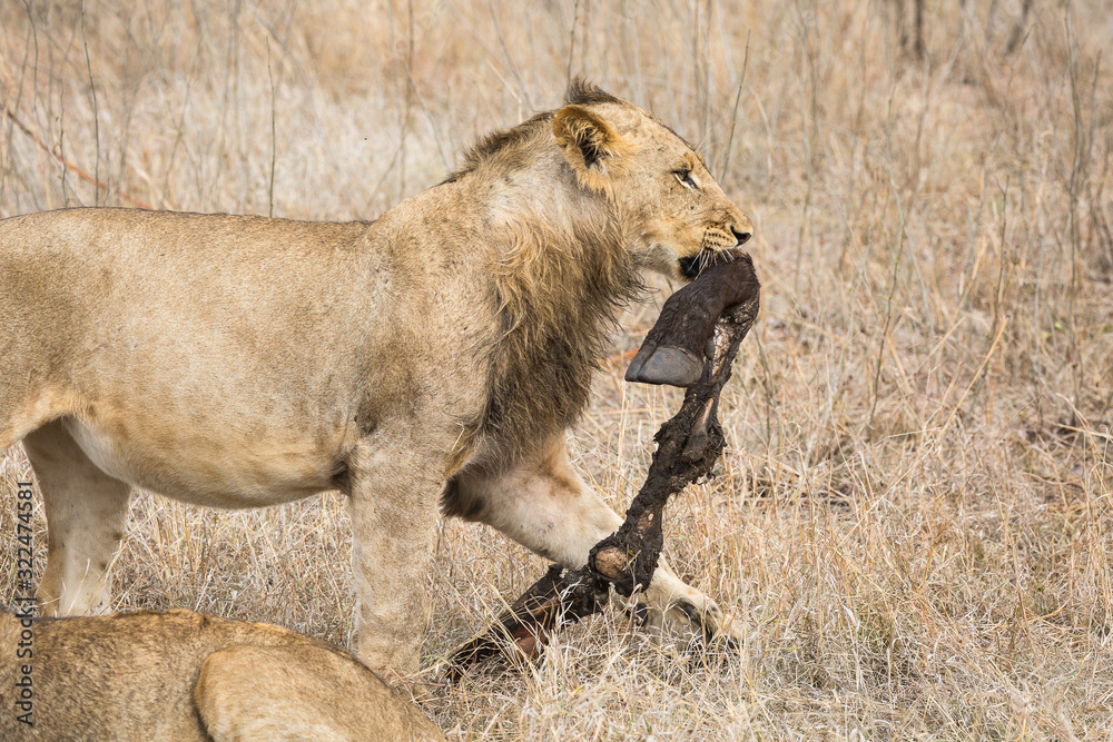 A young male lion, Panthera leo, carrying the leg of an African buffalo or Cape buffalo, Syncerus caffer. A young male lion, Panthera leo, carrying the leg of an African buffalo or Cape buffalo, Syncerus caffer.