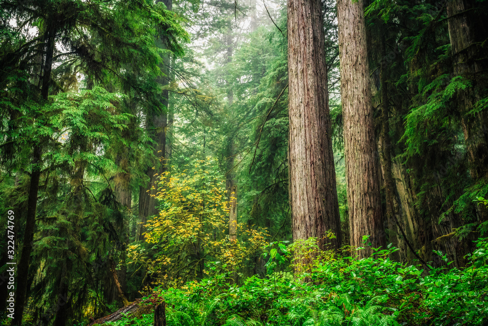 Views in the Redwood Forest, Redwoods National & State Parks California