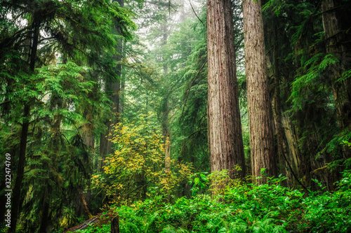 Views in the Redwood Forest  Redwoods National   State Parks California