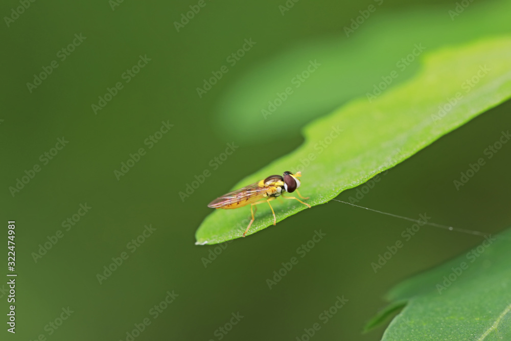 Syrphidae in natural state, North China Syrphidae in natural state, North China