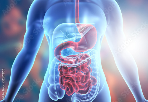 Human body digestive system anatomy. 3d illustration. photo