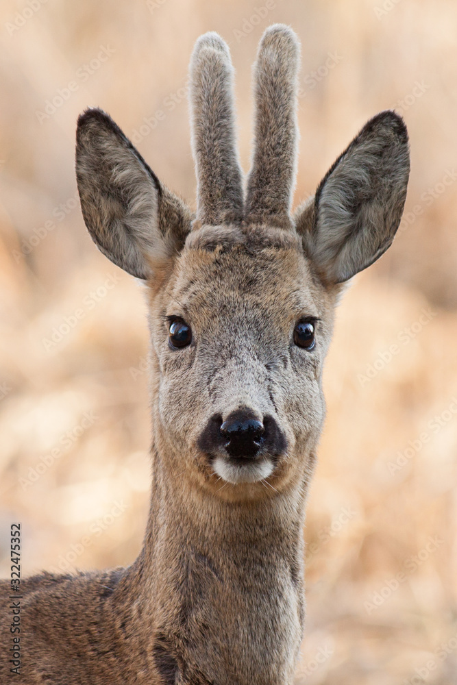 Portrait of young roe deer male at the beginning of spring, (Capreolus capreolus), Slovakia