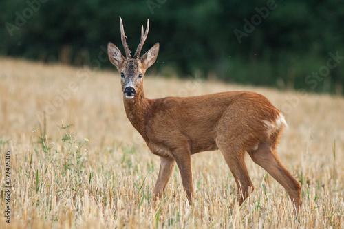Roe deer buck on mowed field during mating season, (Capreolus capreolus), Slovakia