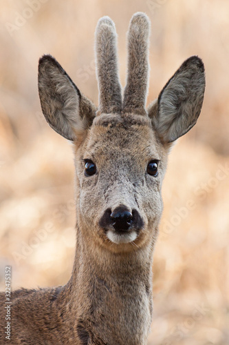 Portrait of young roe deer male at the beginning of spring, (Capreolus capreolus), Slovakia © Peter Binó