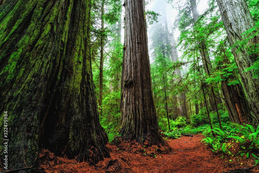 Obraz premium Views in the Redwood Forest, Redwoods National & State Parks California