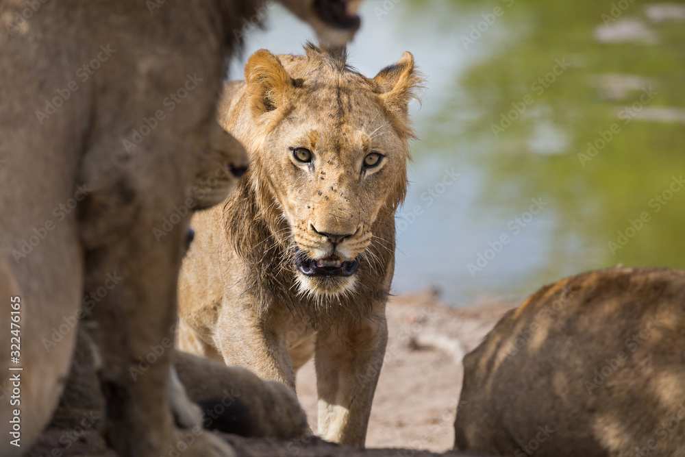 Obraz premium A young male lion, Panthera leo, approaching the rest of the pride.