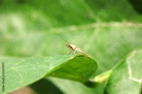 mosquitoes insect on green leaves, North China