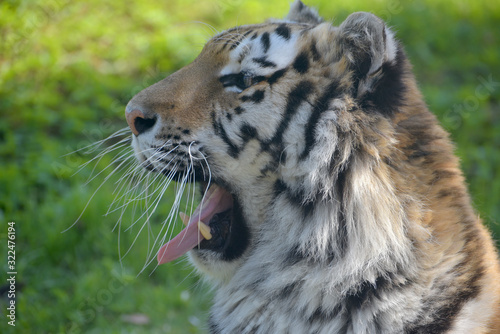 Fototapeta Naklejka Na Ścianę i Meble -  Sumatran tiger, Panthera tigris sumatrae, 