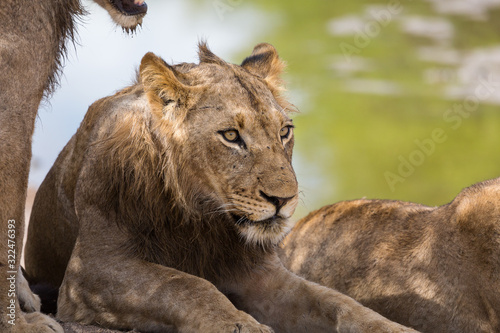 A young male lion, Panthera leo, resting in the heat near a water hole.
