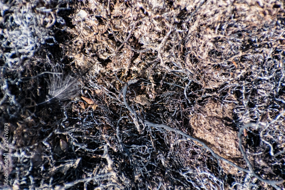 Burned tree roots and thin branches of vegetation in a common pile. Dry and lifeless black and gray fibers, ashy appearance after a fire or fire disaster Burned tree roots and thin branches of vegetation in a common pile. Dry and lifeless black and gray fibers, ashy appearance after a fire or fire disaster