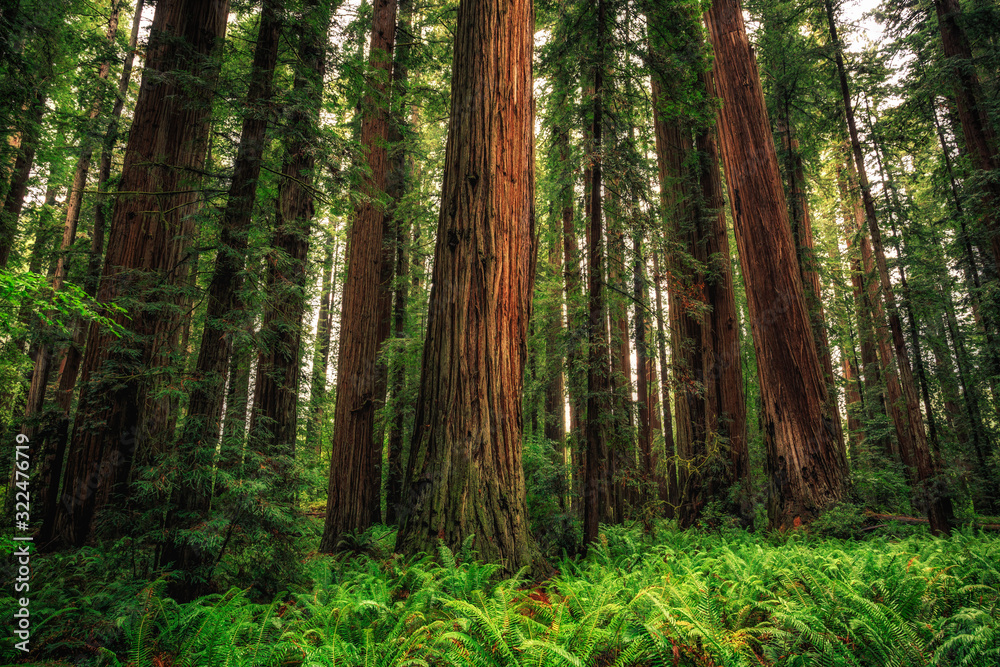 Afternoon in a Redwood Forest  Preferred Viewing Wallpaper   Flickr