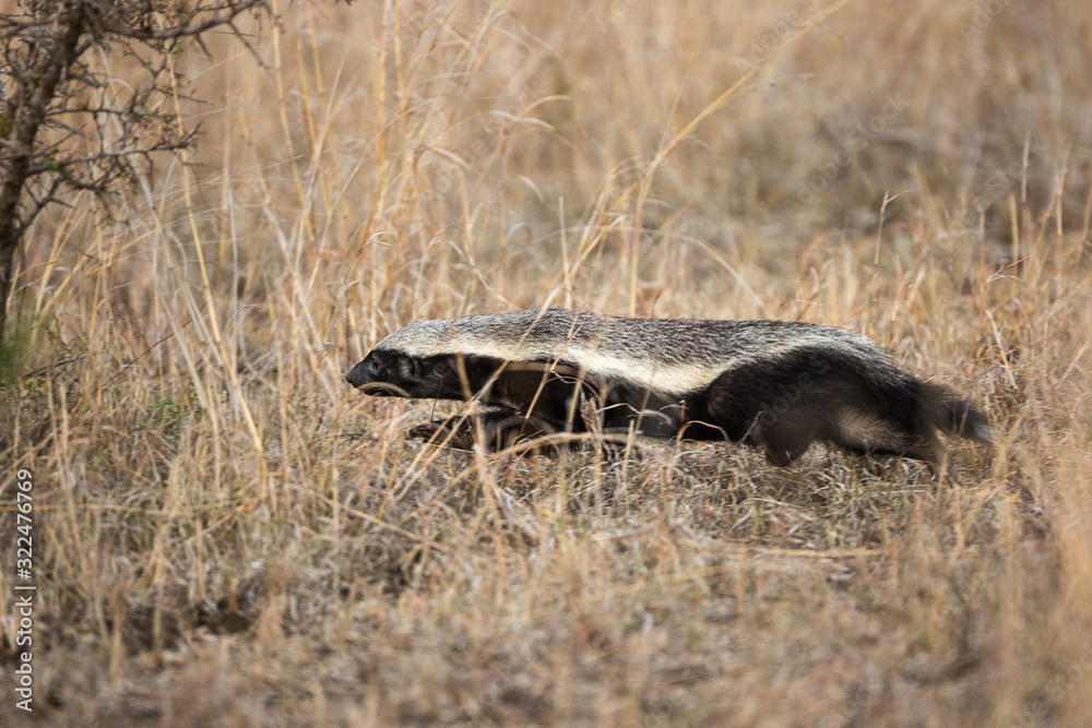 A honey badger, Mellivora capensis, runs along the ground. A honey badger, Mellivora capensis, runs along the ground.