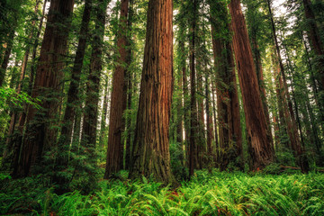 Views in the Redwood Forest, Redwoods National & State Parks California