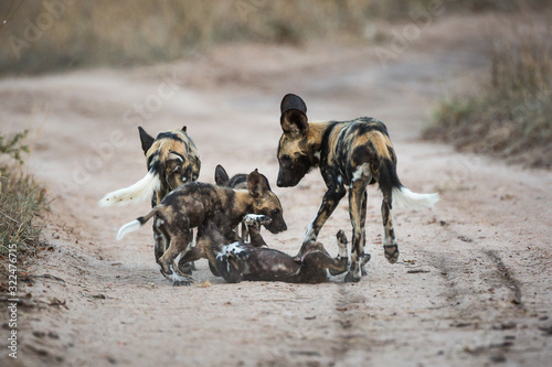 Wall Mural African wild dog pups, Lycaon pictus, playing in the middle of a sandy road