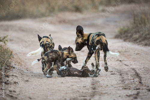 African wild dog pups, Lycaon pictus, playing in the middle of a sandy road.