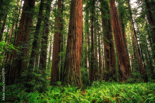 Dekoracja na wymiar  views-in-the-redwood-forest-redwoods-national-state-parks-california