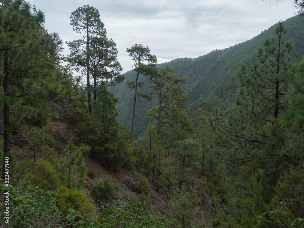 Valley at mysterious Laurel forest Laurisilva, lush subtropical rainforest at hiking trail Los Tilos, La Palma, Canary Islands, Spain