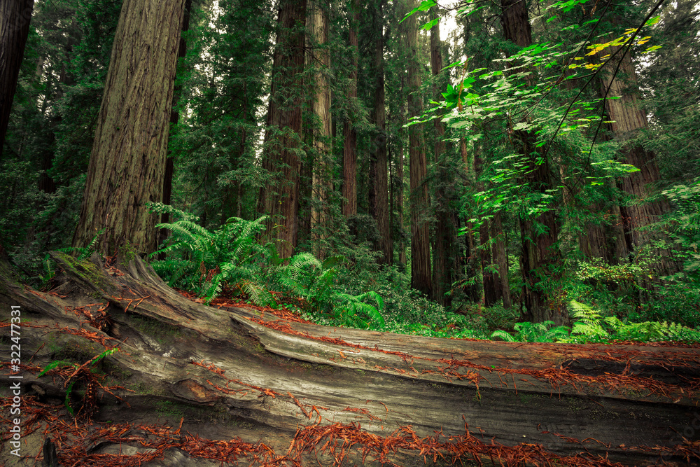 Obraz premium Views in the Redwood Forest, Redwoods National & State Parks California
