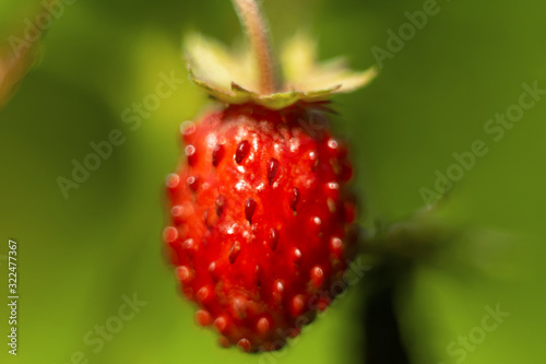Wild strawberry macro, soft focus on foreground.