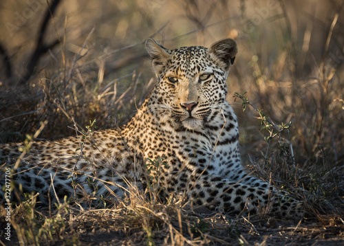 A leopard, Panthera pardus, laying in the grass.