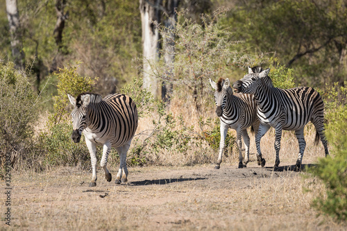 Three plains zebras  Equus quagga  walking through the bush.
