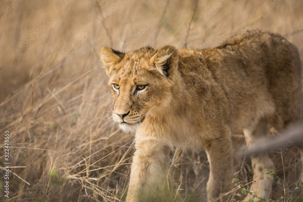 A lion cub, Panthera leo, walking through tall grass. A lion cub, Panthera leo, walking through tall grass.