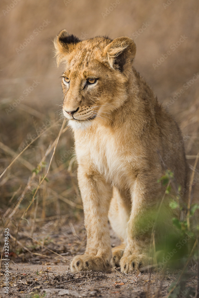 A lion cub, Panthera leo, sitting in a sandy, grassy, area. A lion cub, Panthera leo, sitting in a sandy, grassy, area.