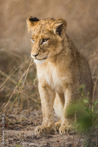 A lion cub  Panthera leo  sitting in a sandy  grassy  area.