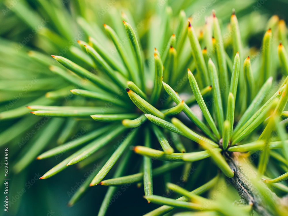 Fototapeta premium closeup of pine needles