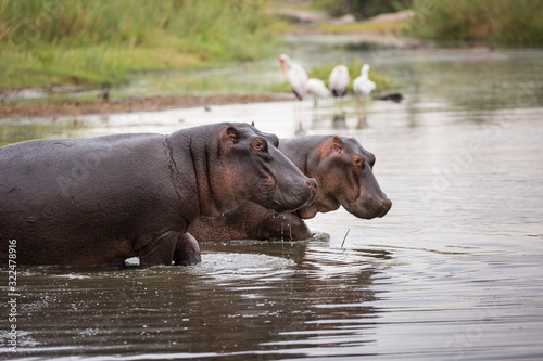 A pair of hippopotamuses  Hippopotamus amphibius  walking into a pond.