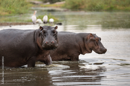 A pair of hippopotamuses, Hippopotamus amphibius, walking into a pond.