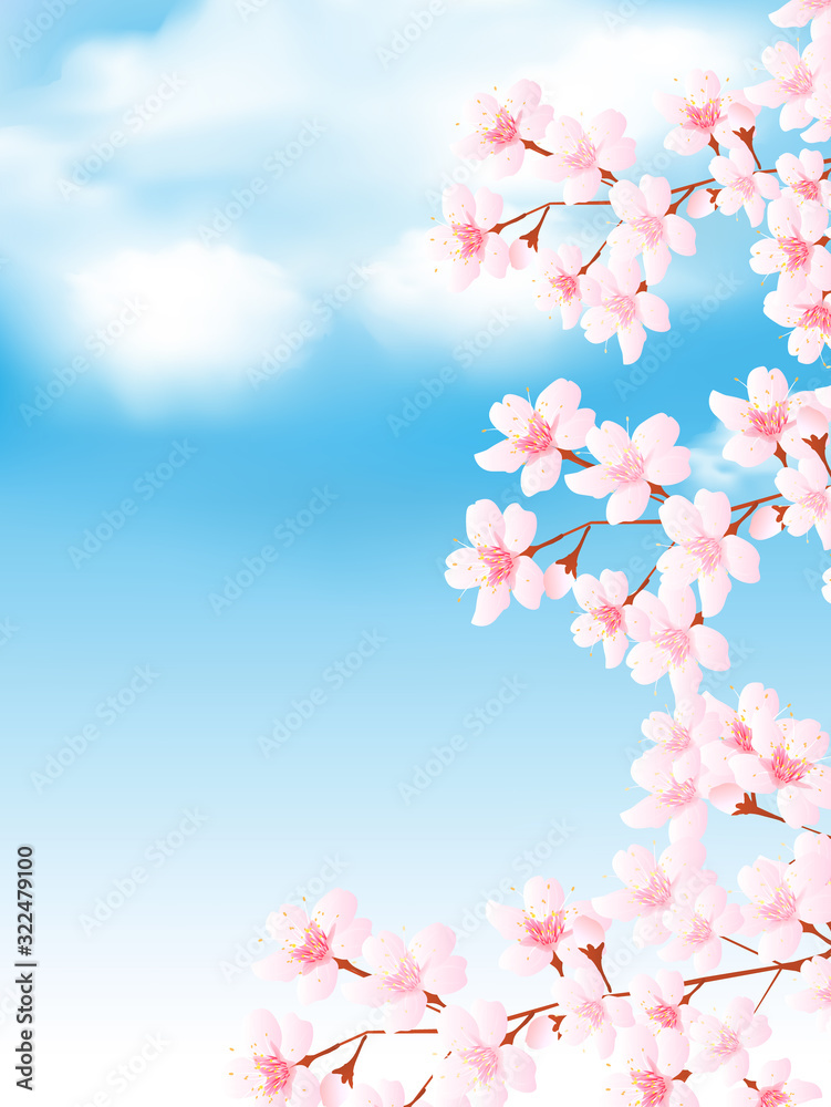 Fototapeta premium 桜 春 花 背景