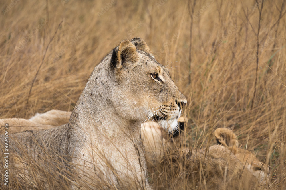 Profile portrait of a female lion, Panthera leo, resting in tall grass.
