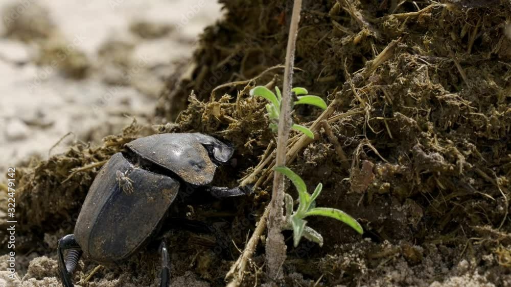 Namibian Dung Beetles Crouching And Digging In Dung Stock 비디오 | Adobe Stock