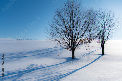 雪影の丘 © 大西 親文