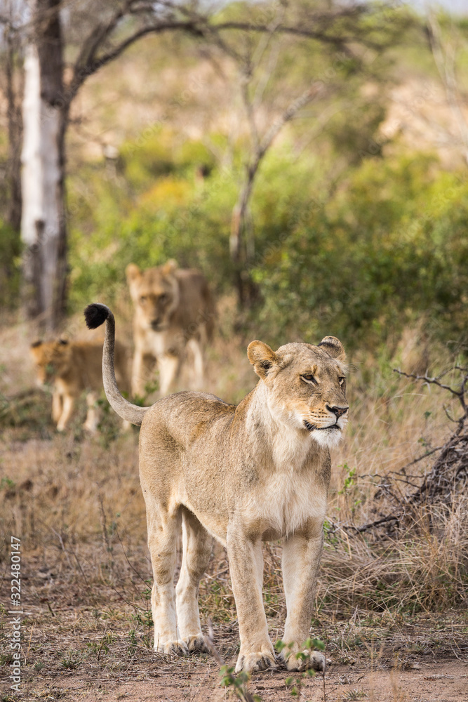 A standing female lion, Panthera leo, with her tail up, and another female and cub in the background. A standing female lion, Panthera leo, with her tail up, and another female and cub in the background.