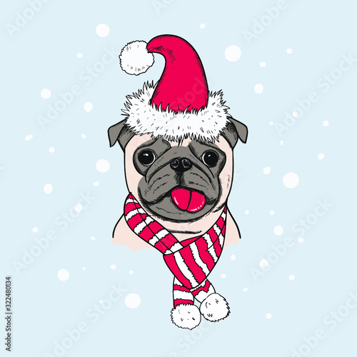 Christmas card. Portrait of a Pug Dog in a Santa's cap and in a knitted scarf. Vector illustration.