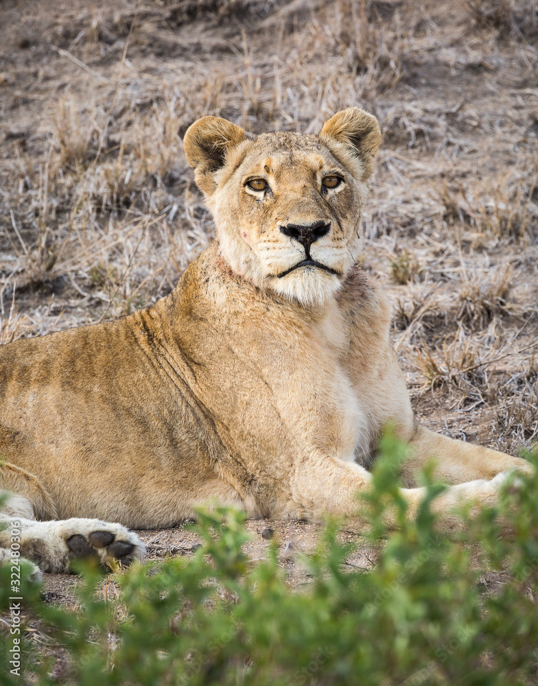 Portrait of a female lion, Panthera leo, reclining on a small hill. Portrait of a female lion, Panthera leo, reclining on a small hill.