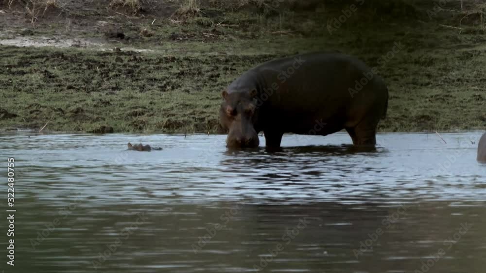 Grazing Hippo In The Okavango River Grazing Hippo In The Okavango River