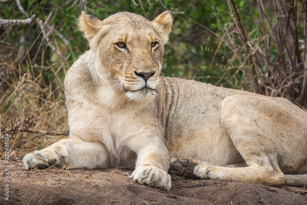 A female lion, Panthera leo, awakening after a rain shower. A female lion, Panthera leo, awakening after a rain shower.
