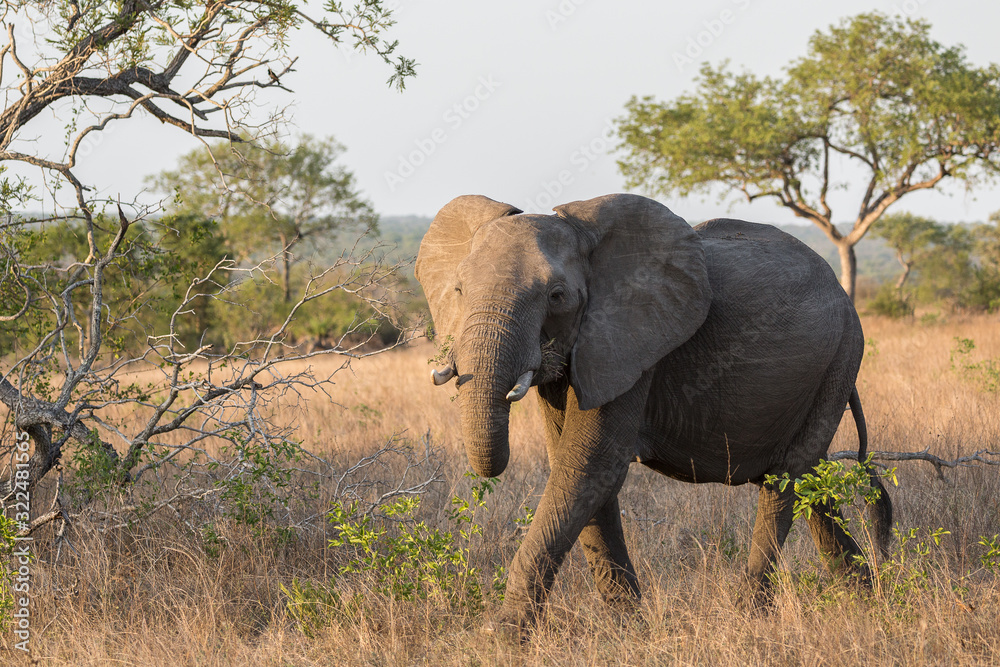 An African elephant, Loxodonta africana, feeding and walking through the bush.