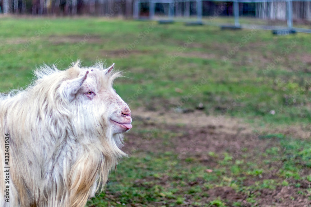 The domestic male goat called buck or billy on the green agricultural field in european rural countryside