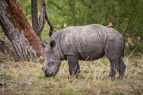 A young white rhinocerous  Ceratotherium simum  grazing in the grass.