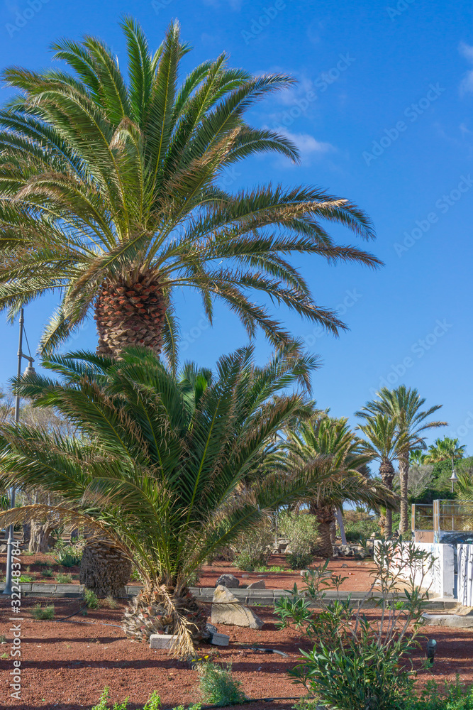 Palm trees in the blue sky