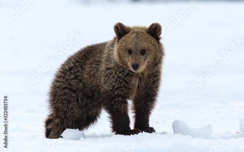 Bear cub walking on the snow in winter forest. Natural habitat. Brown bear, Scientific name: Ursus Arctos Arctos.