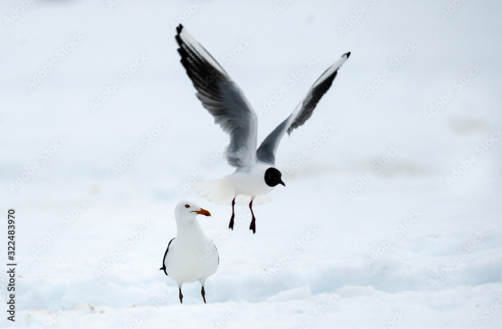 Black-headed Gull (Larus ridibundus) in flight. Winter nature background Black-headed Gull (Larus ridibundus) in flight. Winter nature background