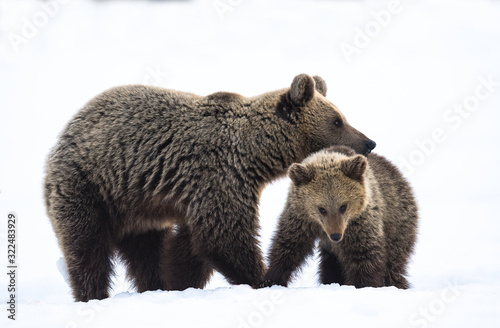 She-Bear and bear cub in the winter forest on the snow. Natural habitat. Scientific name: Ursus Arctos Arctos.