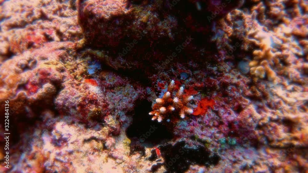 Scuba diving at Halik Reef, Gili Trawangan, Lombok, Bali - Indonesia Scuba diving at Halik Reef, Gili Trawangan, Lombok, Bali - Indonesia