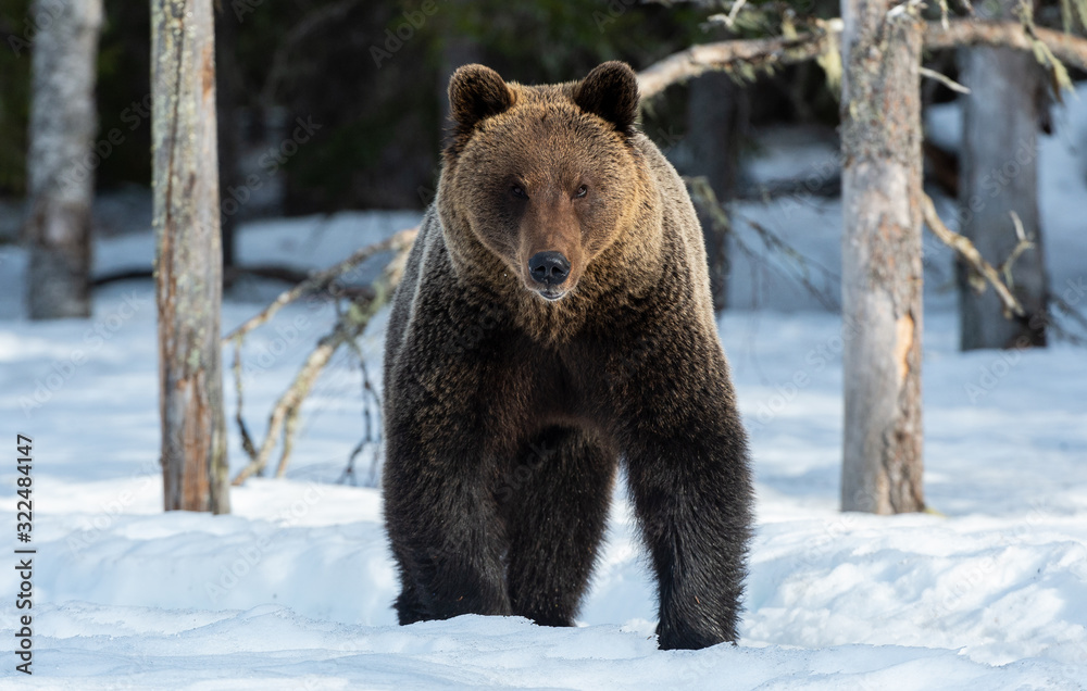 Wild adult brown bear in winter forest. Front view. Brown bear, scientific name: Ursus arctos arctos. Winter season. Natural Habitat. Wild adult brown bear in winter forest. Front view. Brown bear, scientific name: Ursus arctos arctos. Winter season. Natural Habitat.