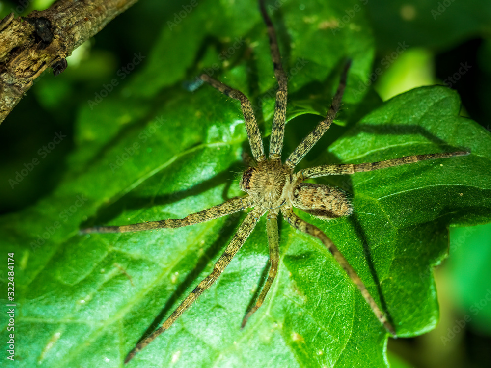 Wolf Spider on the prowl at night. They are robust and agile hunters with excellent eyesight. In the taxonomic index they are members of the family Lycosidae. Wolf Spider on the prowl at night. They are robust and agile hunters with excellent eyesight. In the taxonomic index they are members of the family Lycosidae.